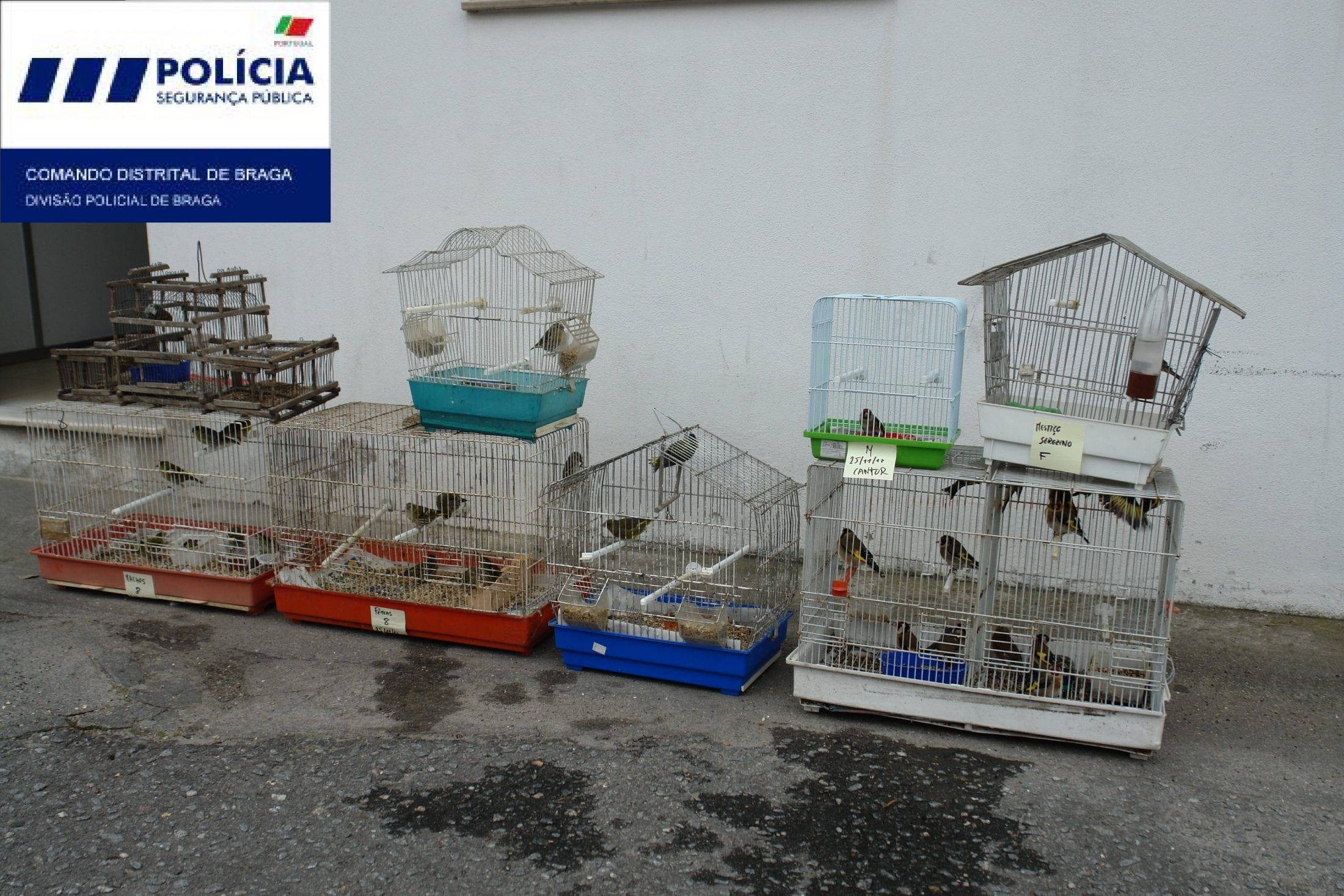 PSP apreende 35 aves de espécies protegidas numa habitação em Braga
