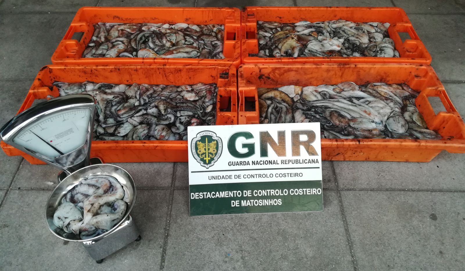 UCC da GNR apreende cerca de 80 quilos de ouriços em Vila do Conde