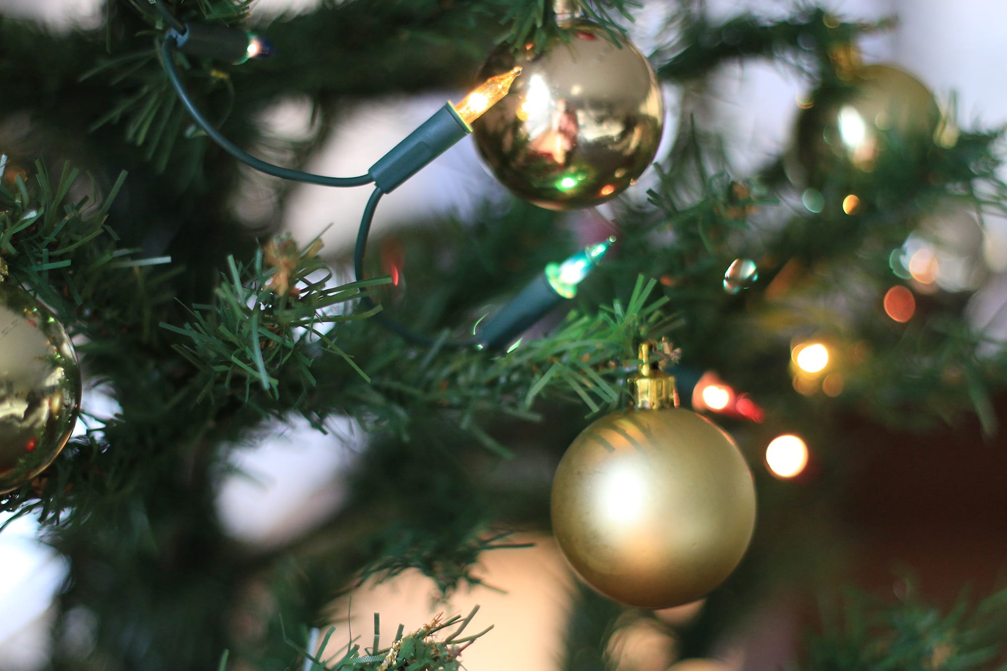 Autarquia entrega Pinheiros de Natal