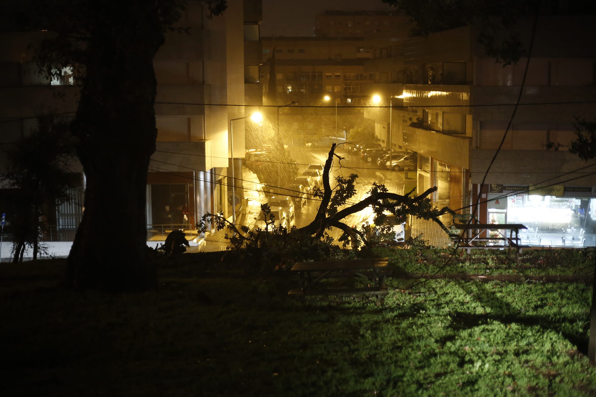 Nos Carris cai neve e em Braga árvores