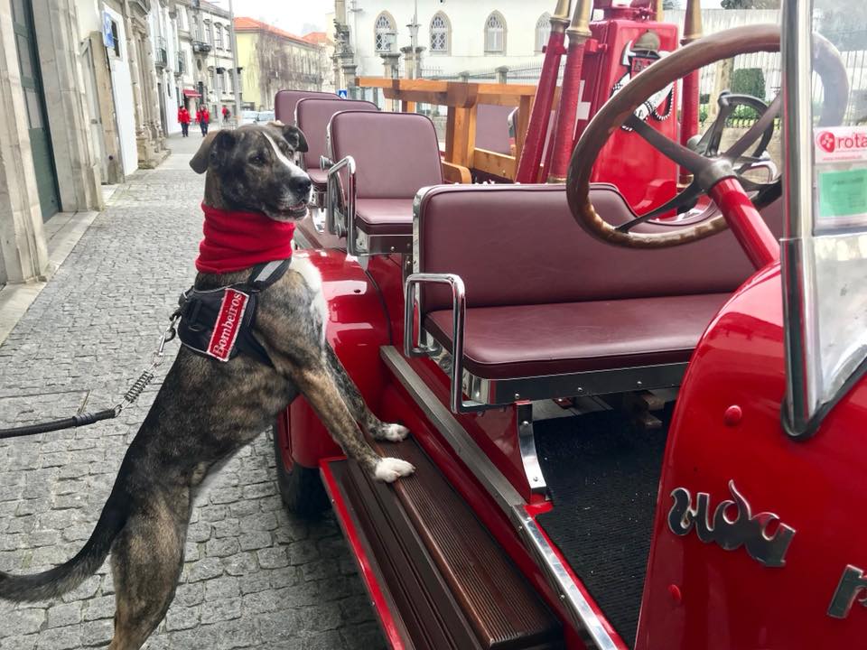 "Nina" rendeu mil euros aos bombeiros voluntários