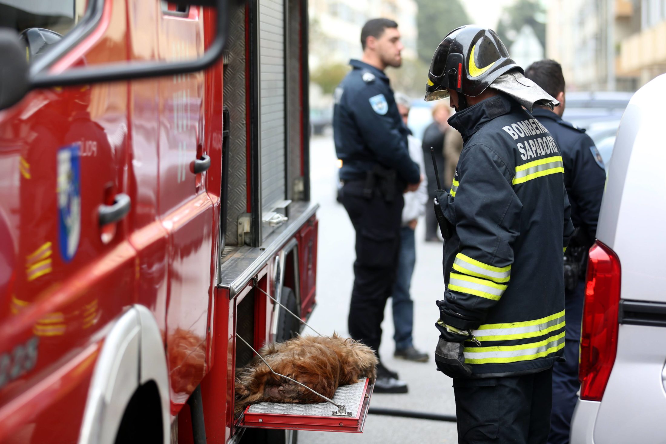 Incêndio em apartamento mata cão e revolta moradores