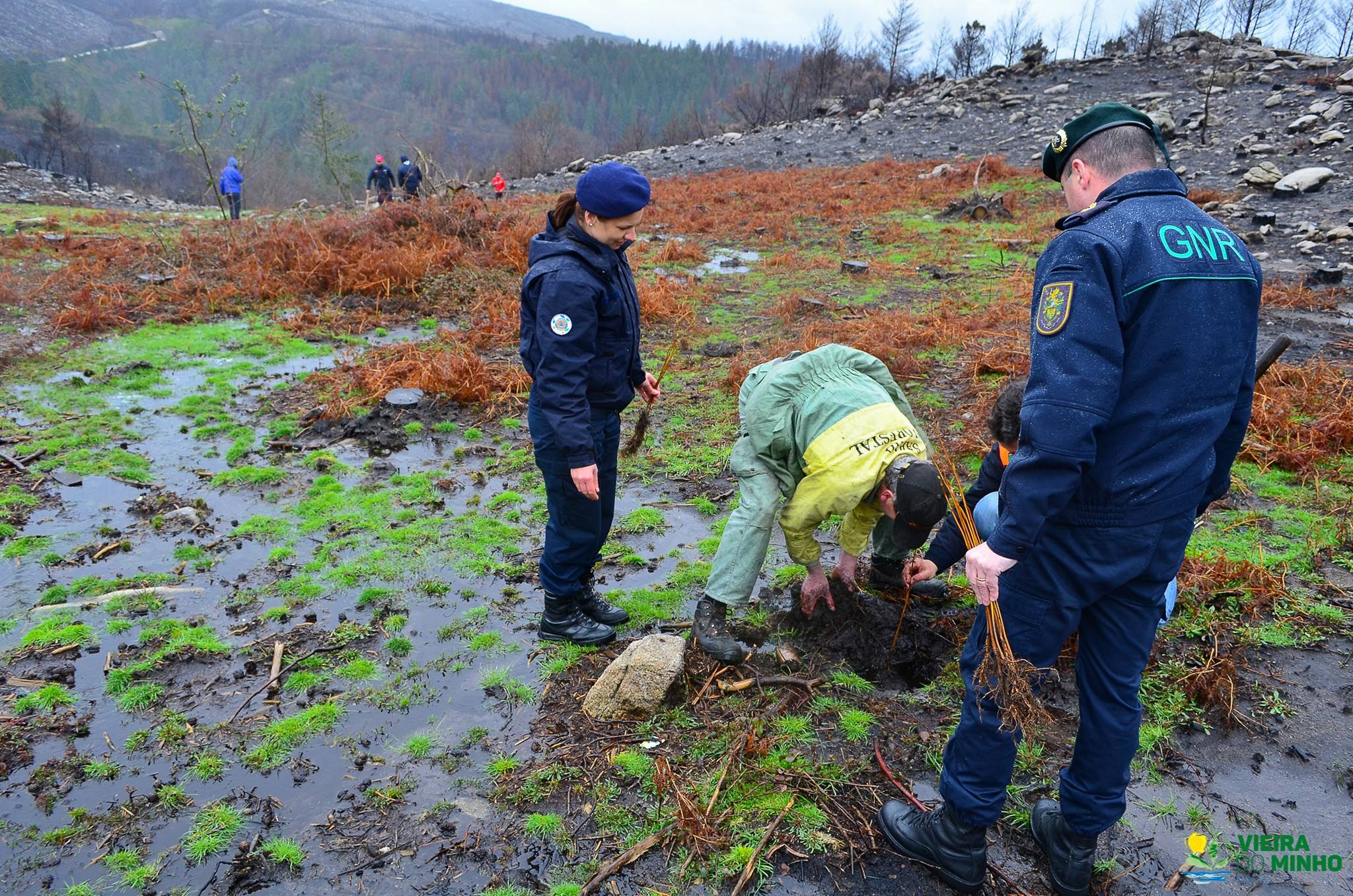 Todos subiram à Cabreira para plantar mais de 500 árvores