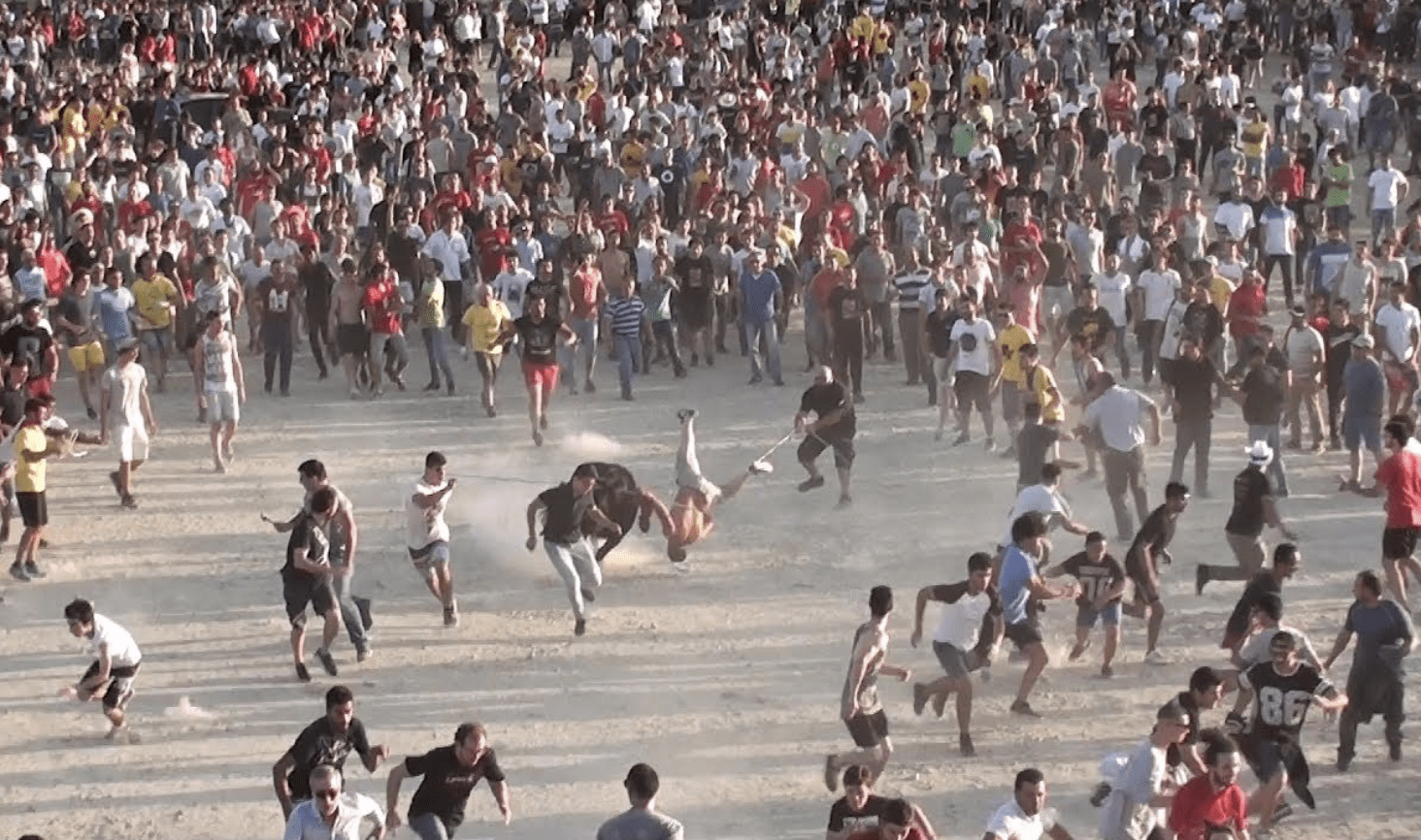 Petição defende fim da tradição da Vaca das Cordas