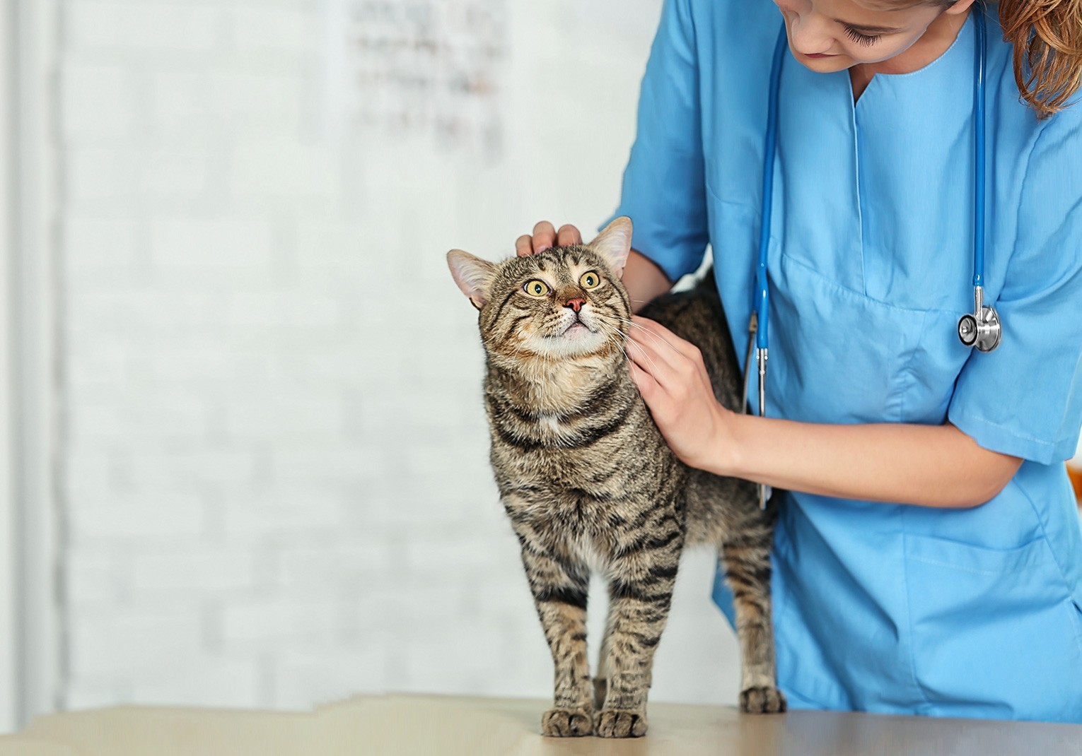Veterinários querem integrar Proteção Civil e atuar em catástrofes