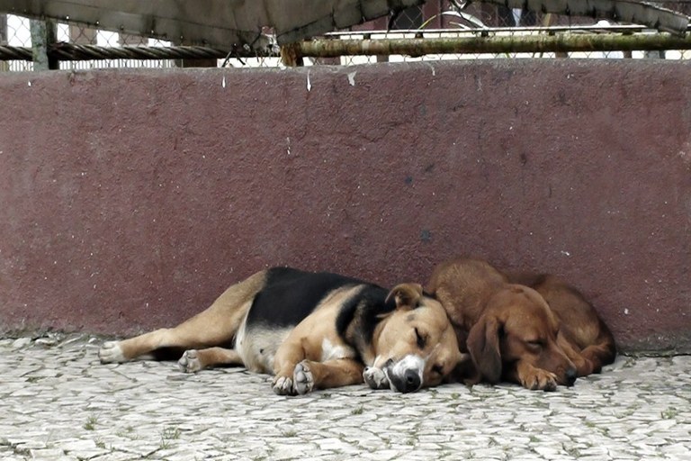 Câmara de Barcelos e "Streetdogs" fomentam esterilização e adoção de animais