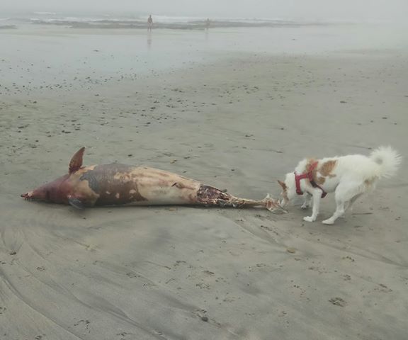 Cadáver de golfinho encontrado em Belinho
