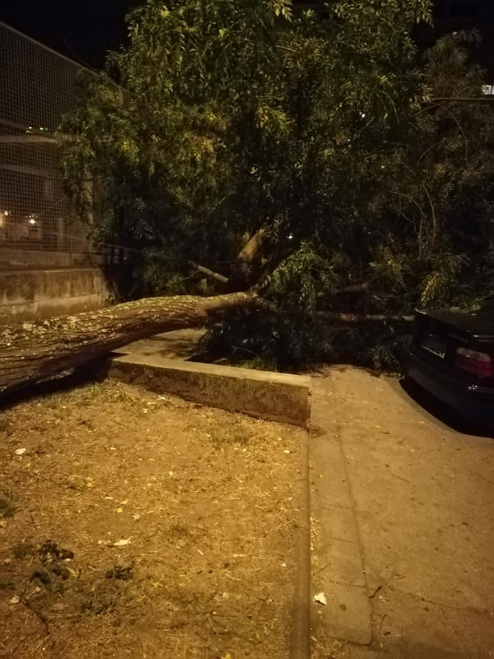Queda de árvore de grande porte em Braga obriga a corte de trânsito