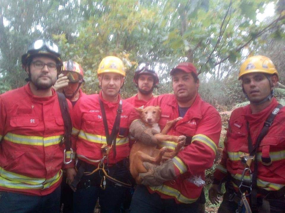 Bombeiros resgatam cão de uma mina