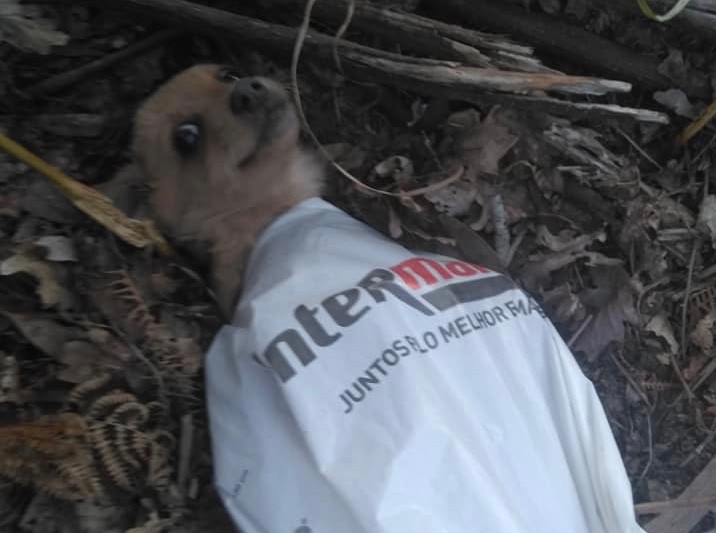 Cadela abandonada dentro de um saco de plástico