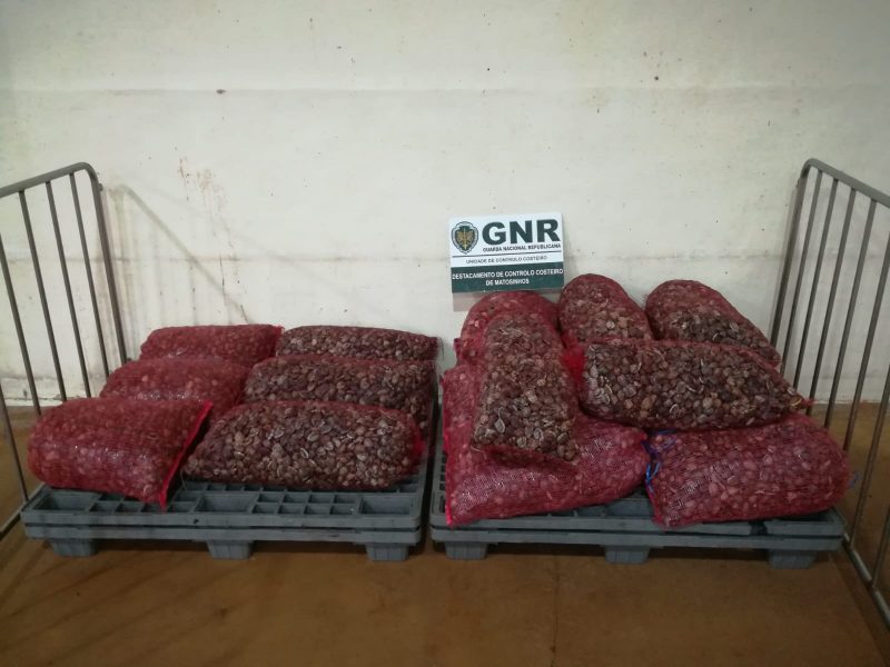 UCC da GNR apreende meia tonelada de amêijoa avaliada em 4630 euros