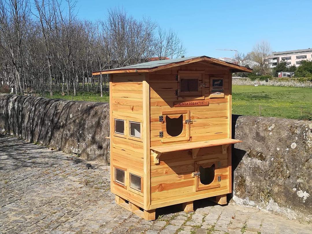 Primeira casa de gatos do concelho está na freguesia de S. Victor