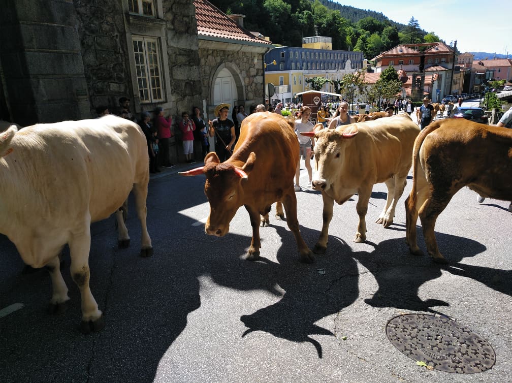 Centenas na tradicional subida da vezeira do Rio Caldo e Vilar da Veiga