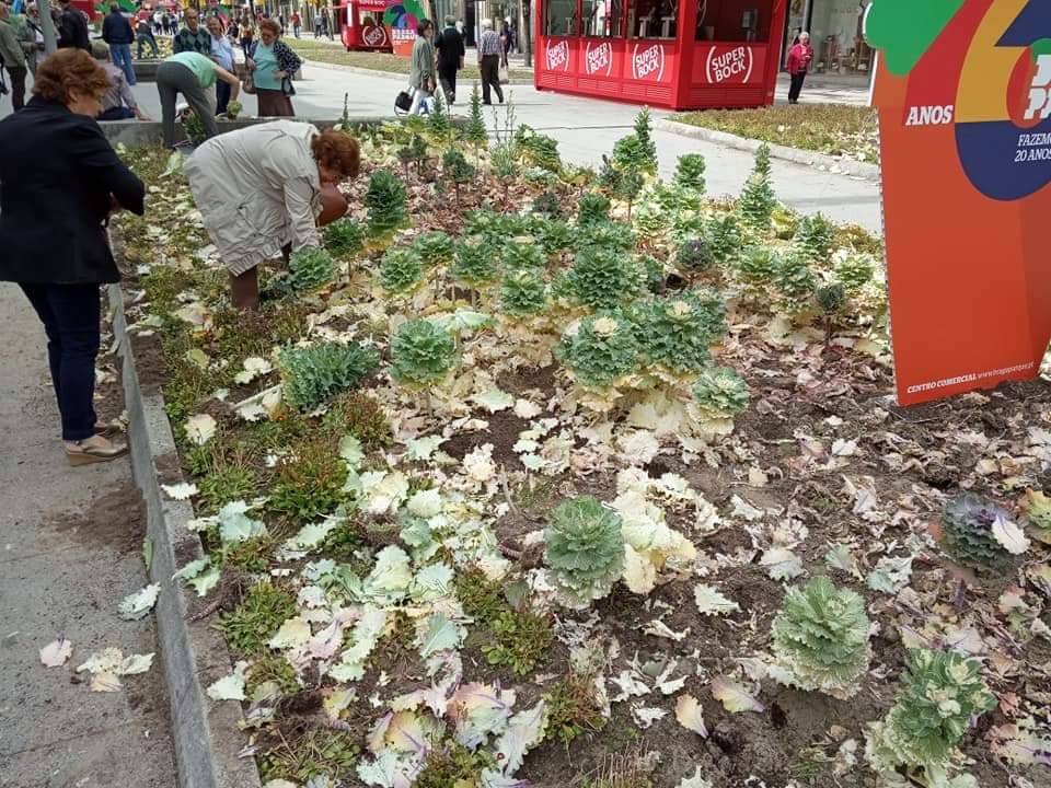 "Repolhos decorativos" arrancados de jardim público de Braga e oferecidos à comunidade