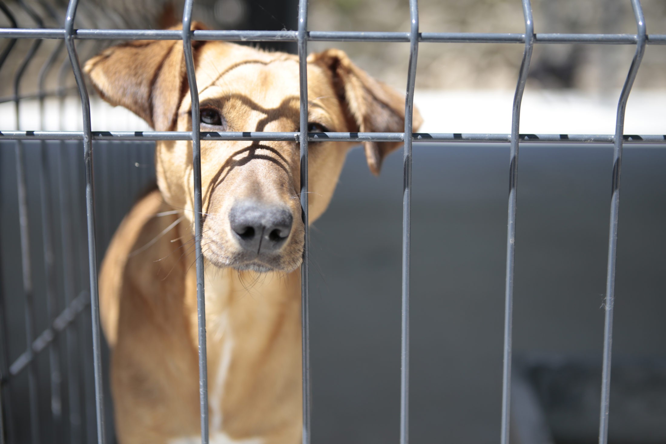 Abandoned Pets prepara treinos para cães do canil de Braga