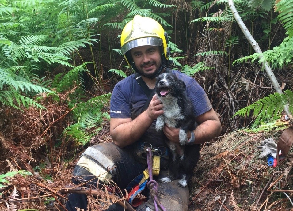 Bombeiros de Riba de Ave resgatam cão de um poço