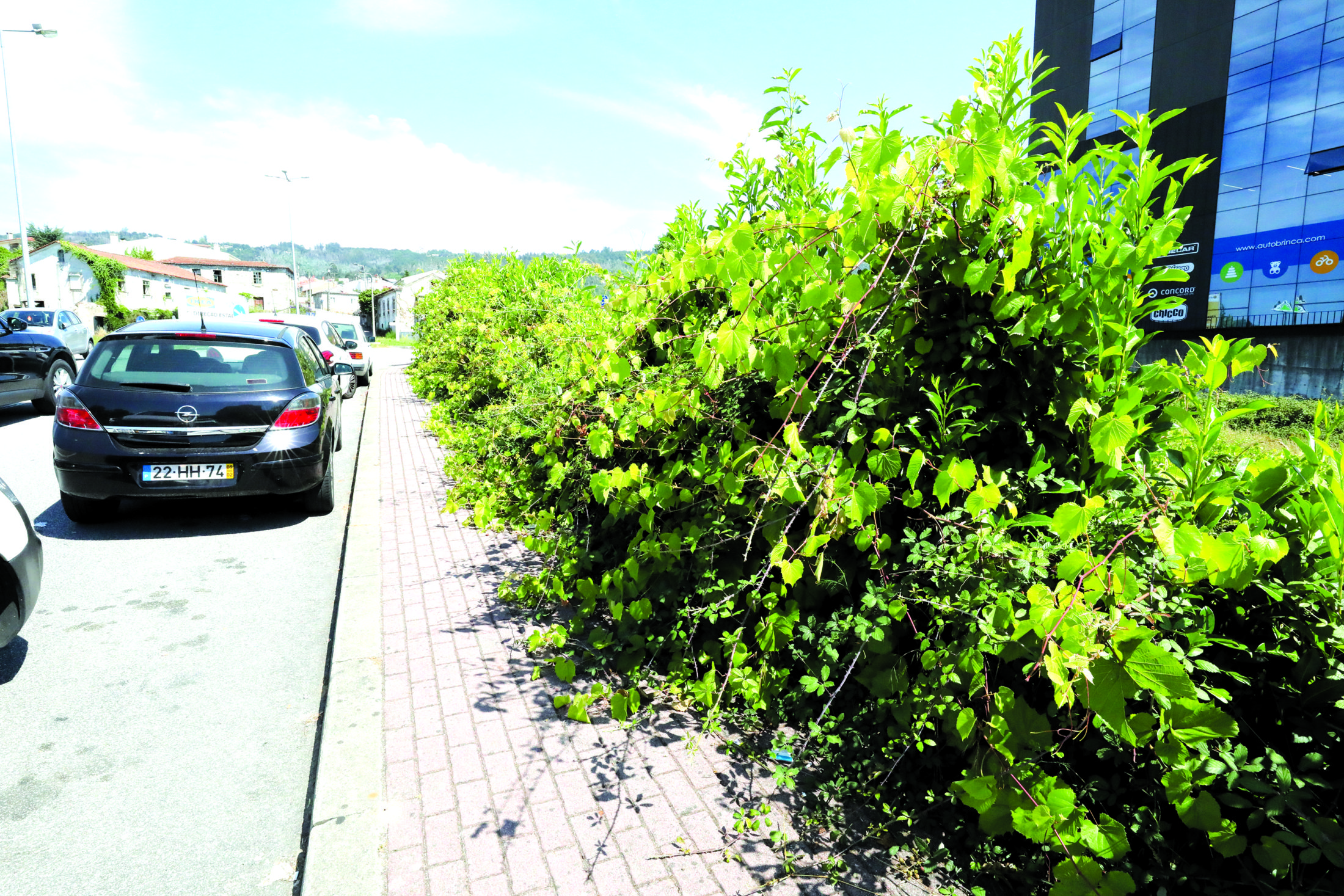 Passeio para plantas ou pista de corta-mato?