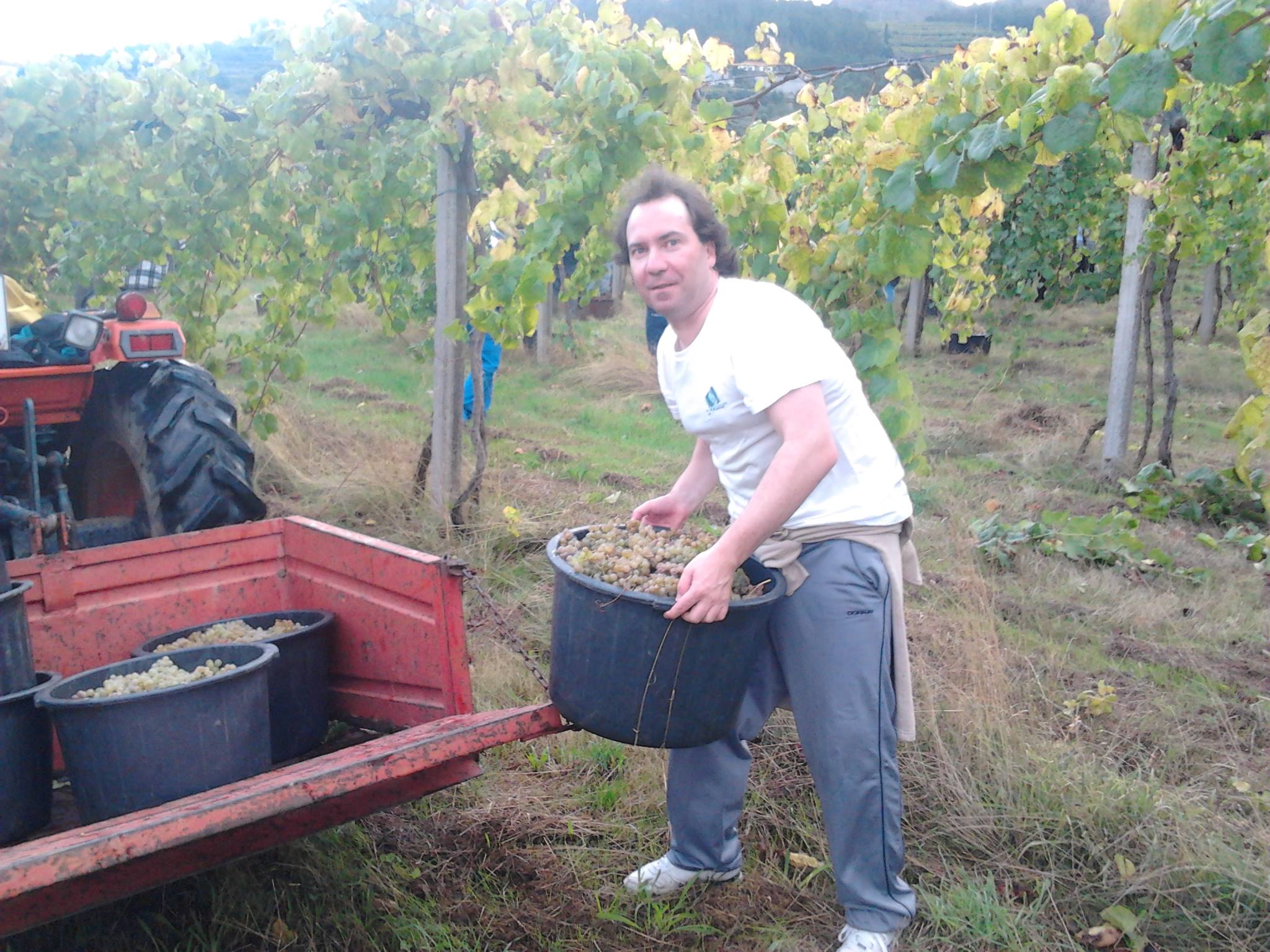 Região dos Vinhos Verdes vai produzir 70 milhões de litros