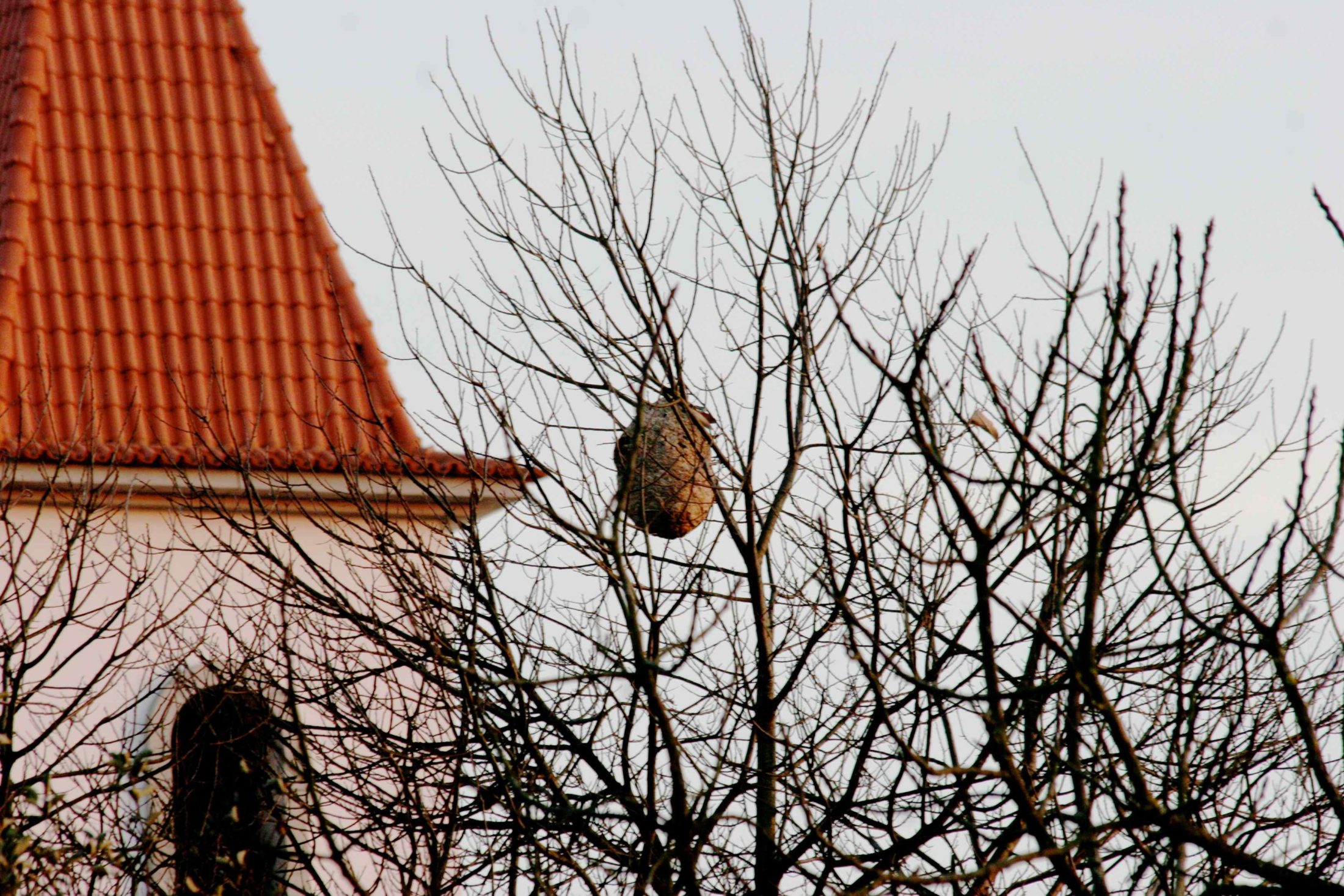 SEPNA afirma que o distrito de Braga é o segundo nas denúncias de avistamentos de ninhos com vespa asiática