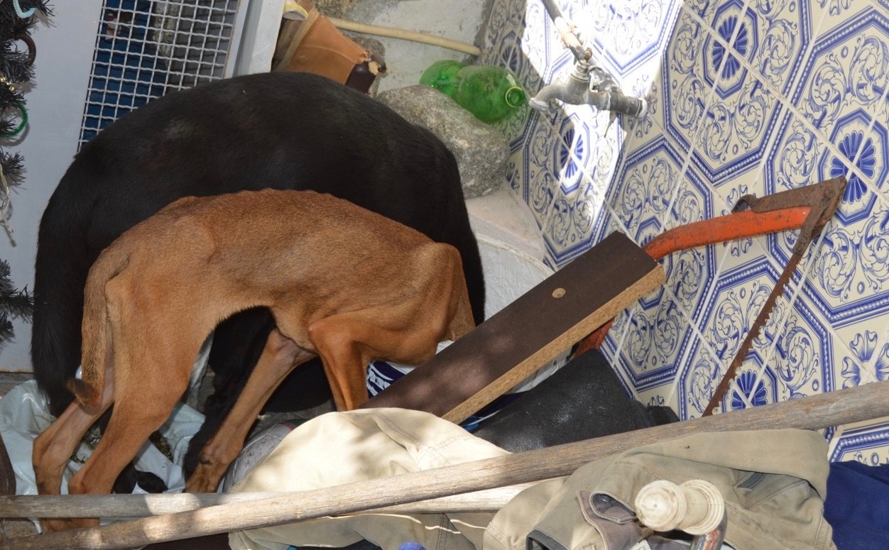 Homem identificado por maus tratos a animais em Barcelos