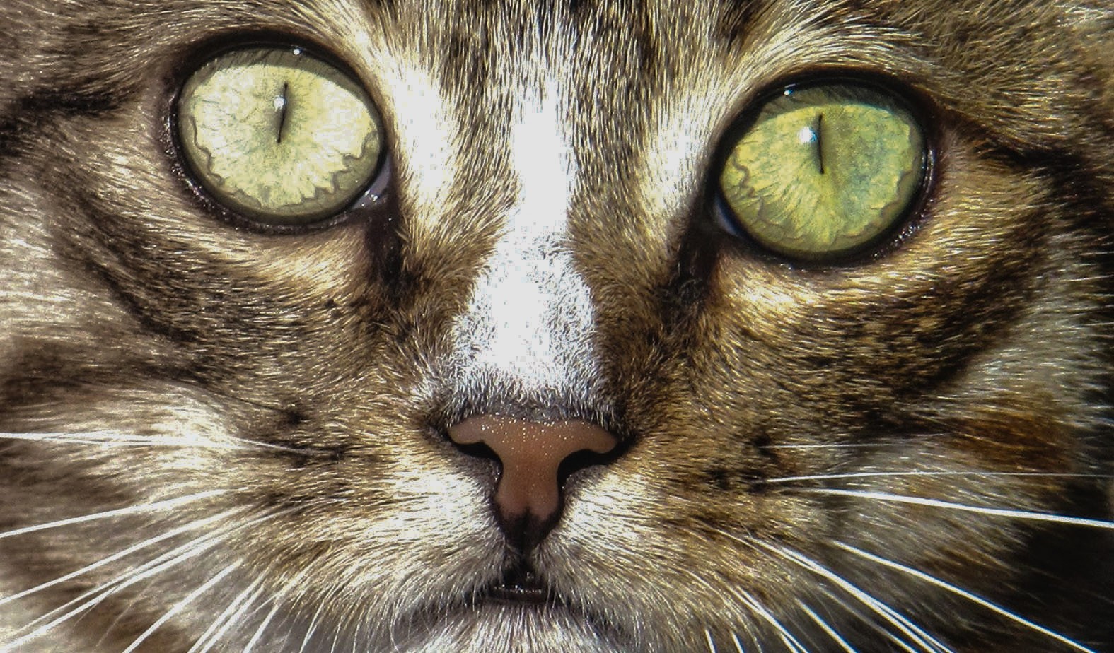 Gato Francisco transforma vidas de felinos e de humanos