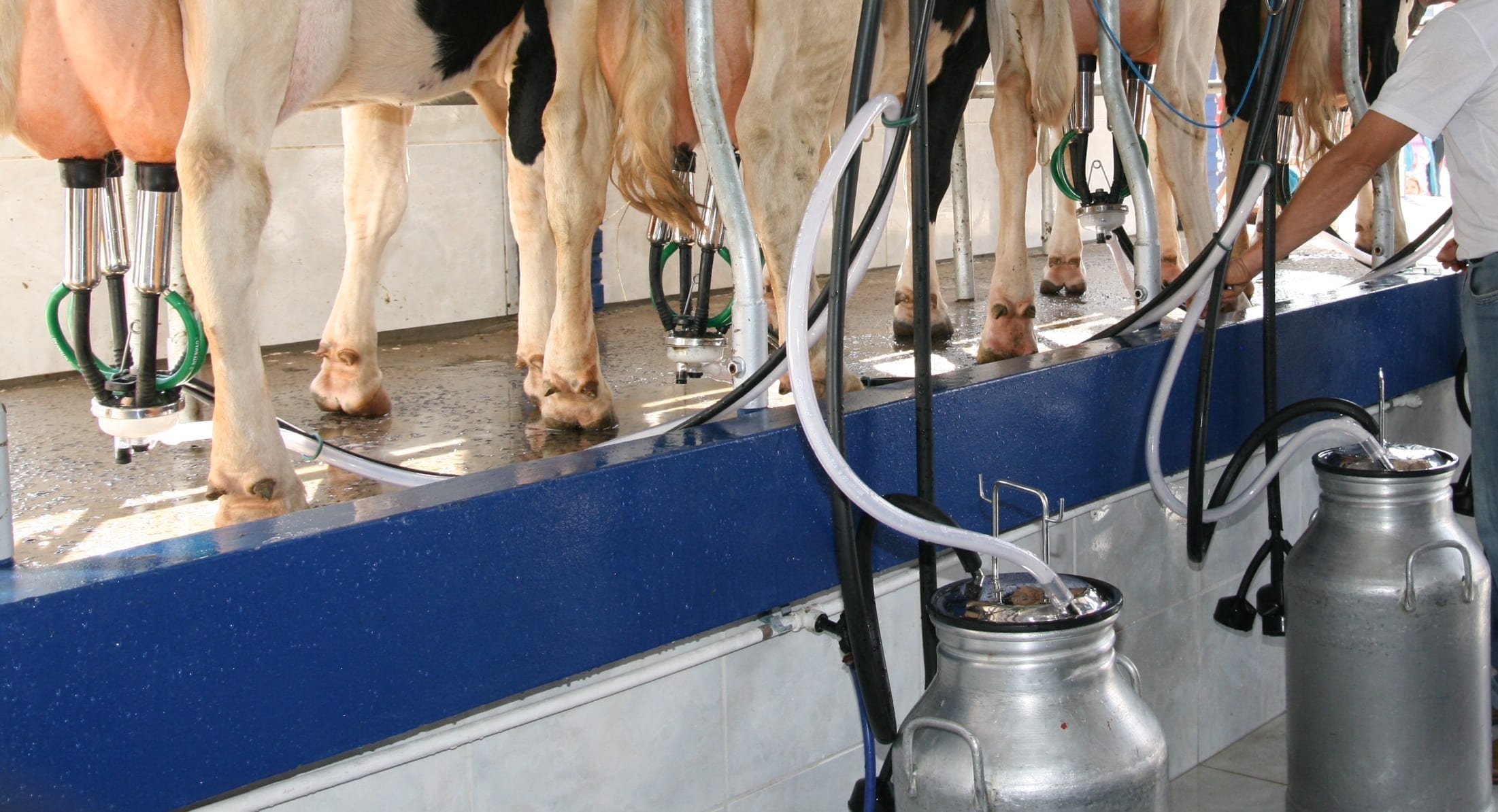 “Há suficiente produção de leite para Portugal”