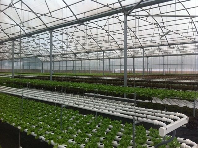 Horticultores da Póvoa de Varzim sem conseguir escoar mais de 200 toneladas de alface