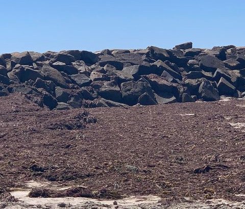 Marés vivas deixam "tapete" de algas na praia do Ofir