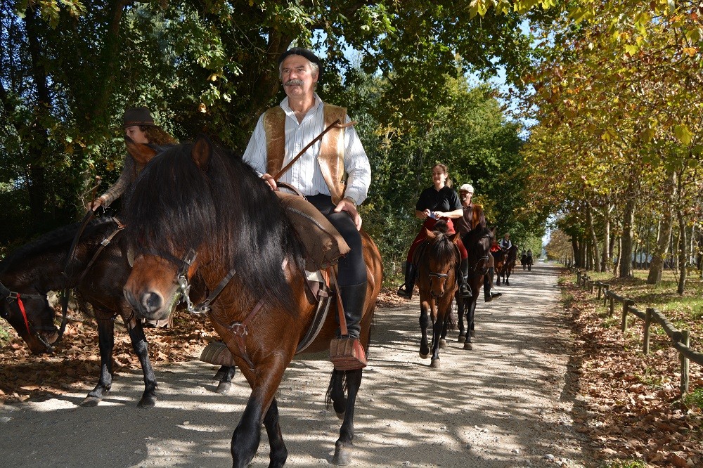 Viana do Castelo quer garrano na elevação da Equitação a Património Imaterial