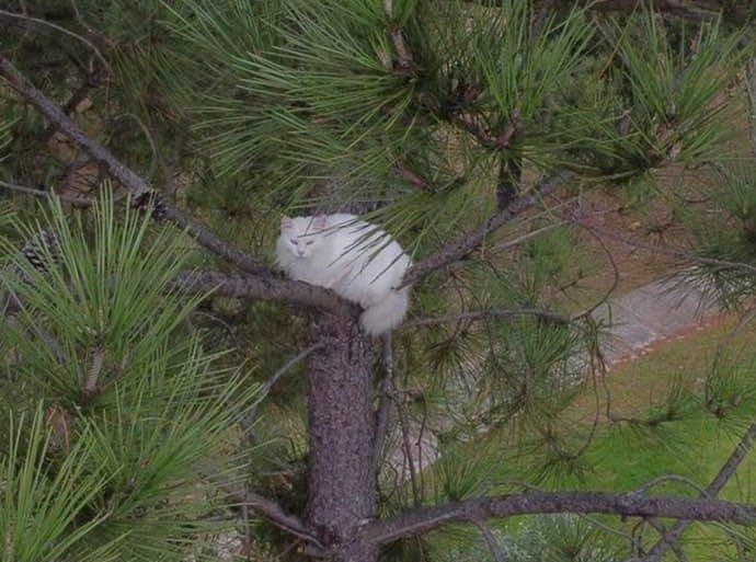 Gato está há cinco dias numa árvore em Ponte de Lima e ninguém o consegue resgatar