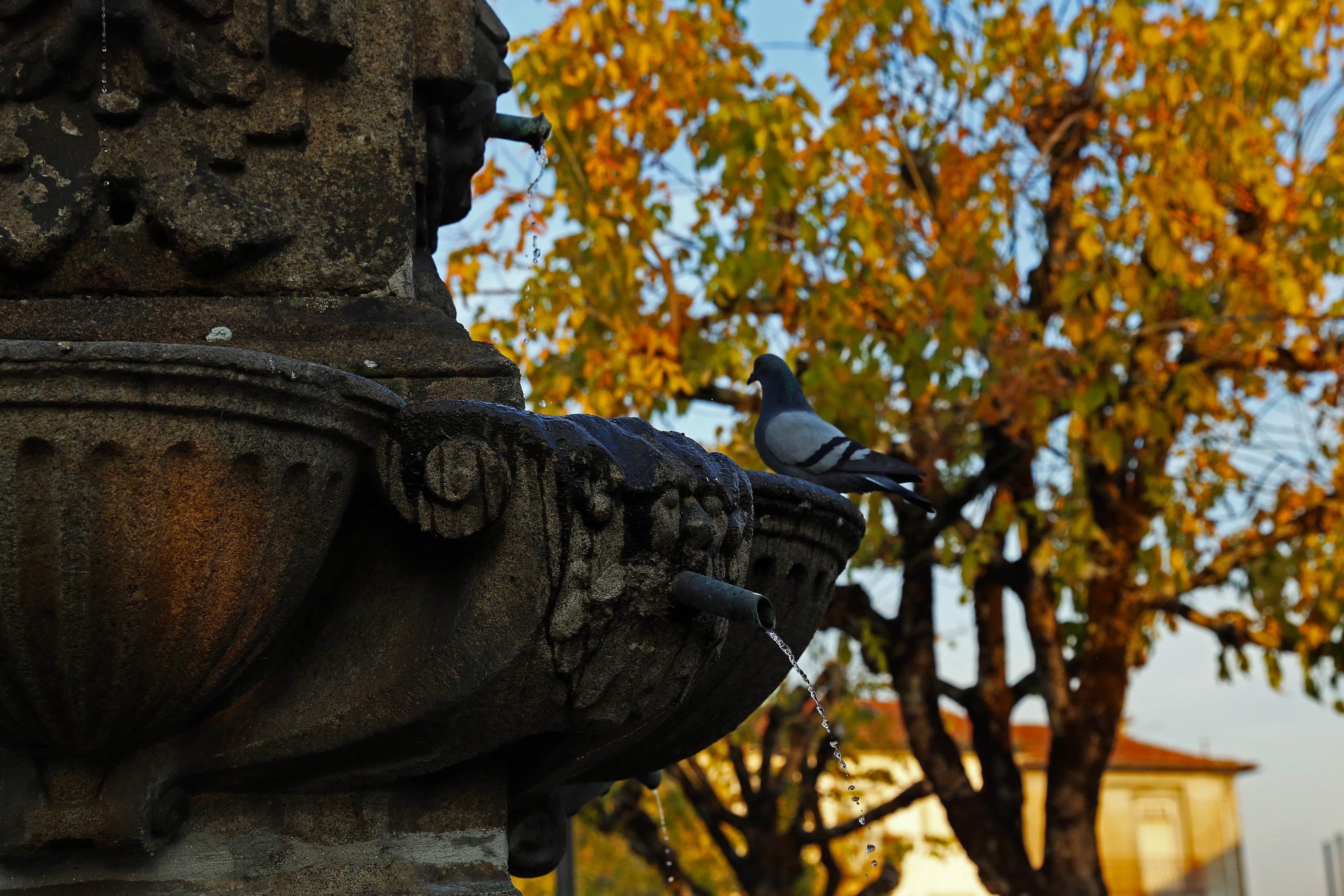 Braga abre concurso municipal de fotografia sobre "fontanários"