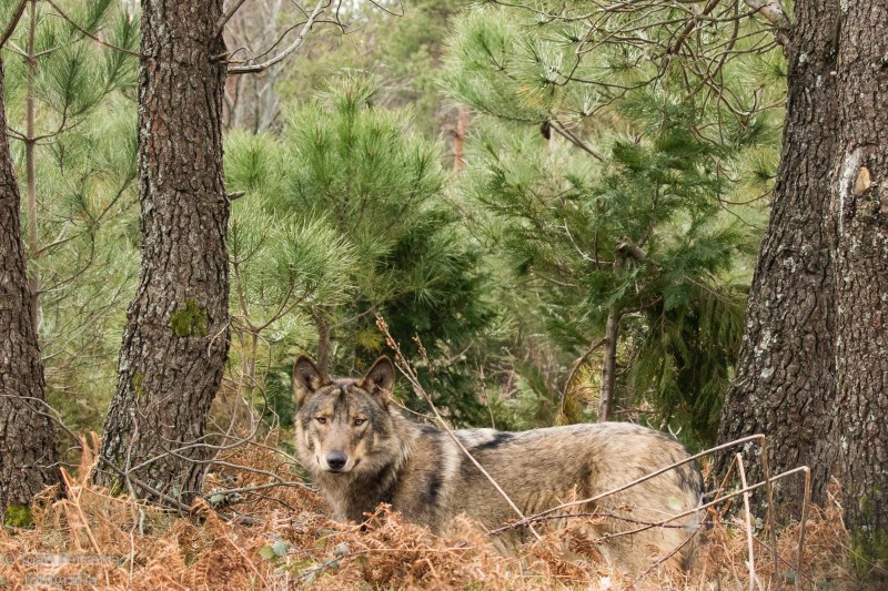 Viana do Castelo cria Linha SOS para ocorrências com animais selvagens