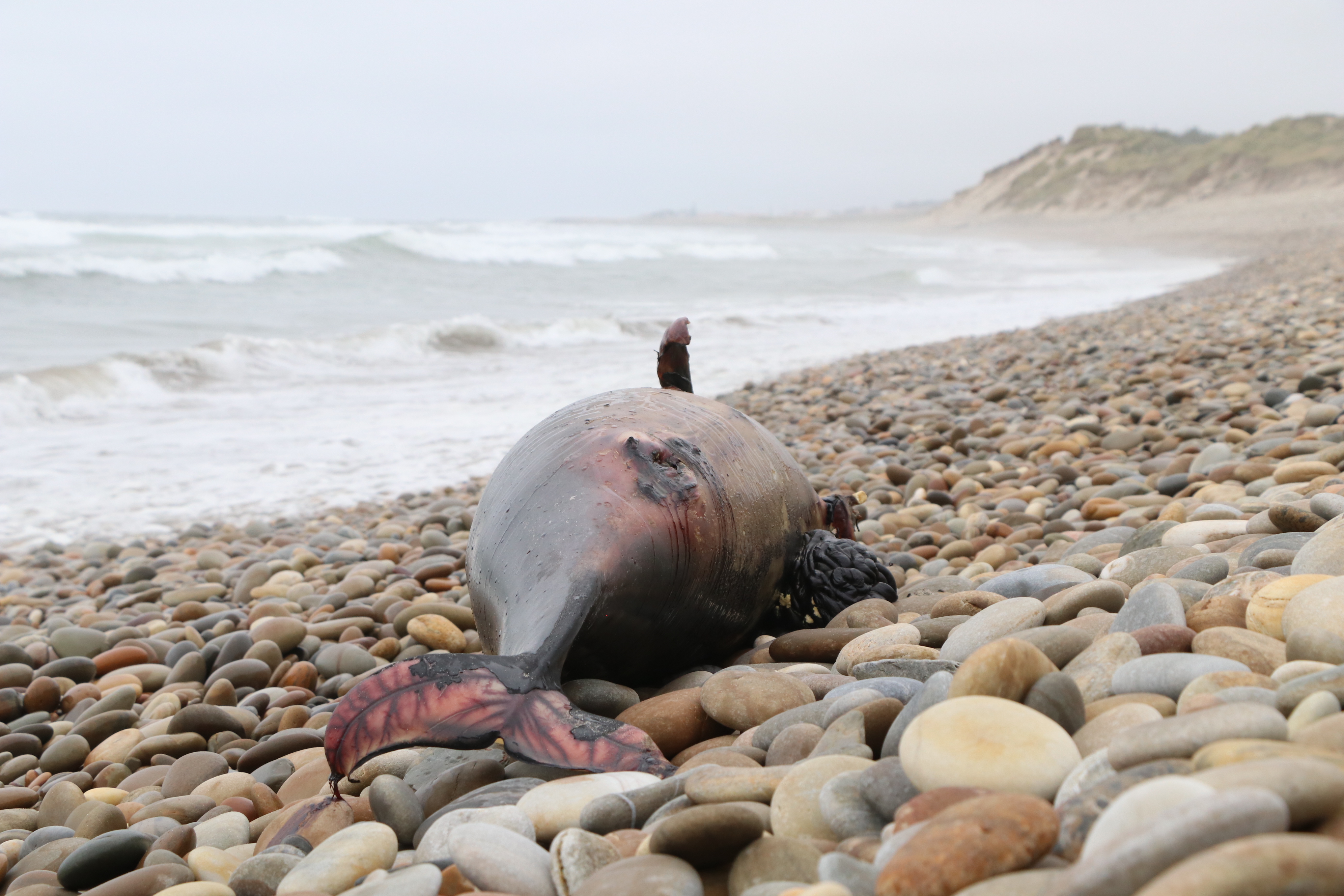 Dois golfinhos deram à costa em Esposende