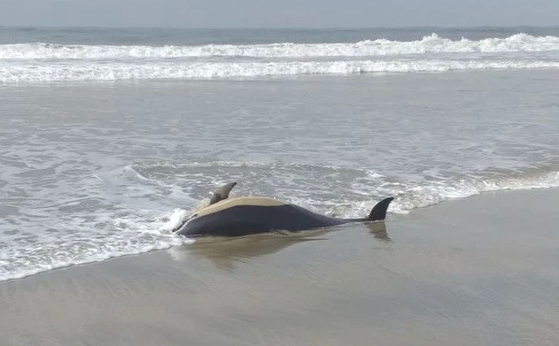 Golfinho dá à costa de Esposende sem vida