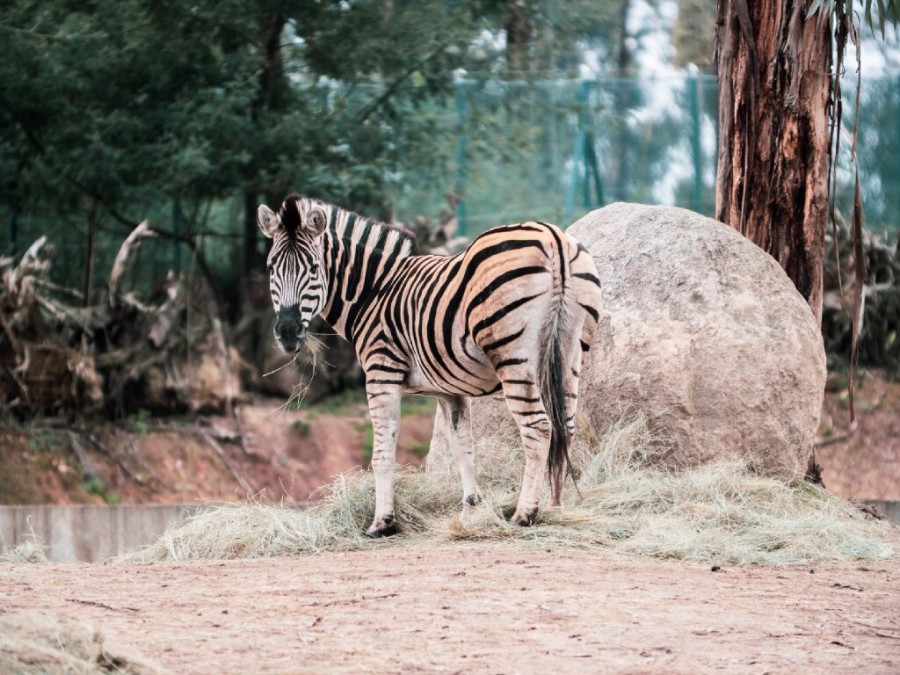 Zoo Santo Inácio dá as boas-vindas a 12 novos animais