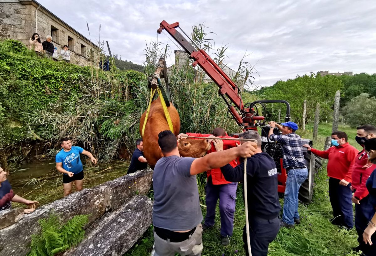 Arcos de Valdevez: Bombeiros resgatam vaca que caiu numa ravina
