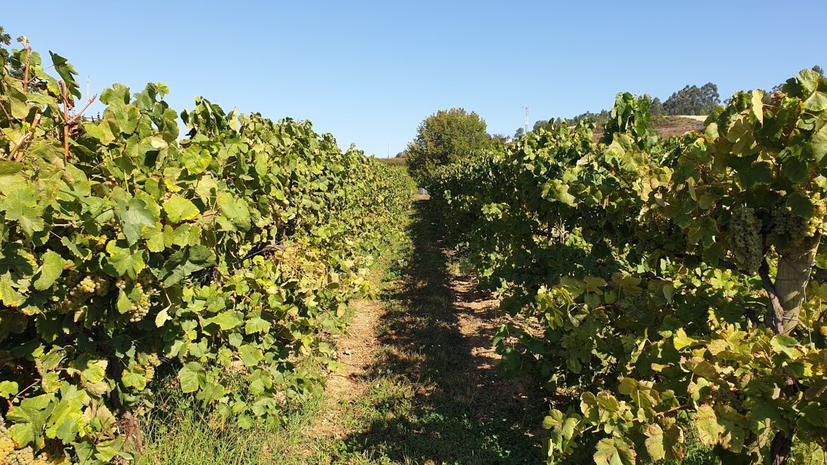 Dia de portas abertas convida a visitar produtores de Vinho Verde
