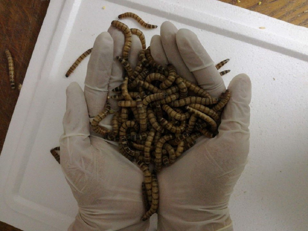Politécnico de Viana do Castelo produz insetos para ração de rãs