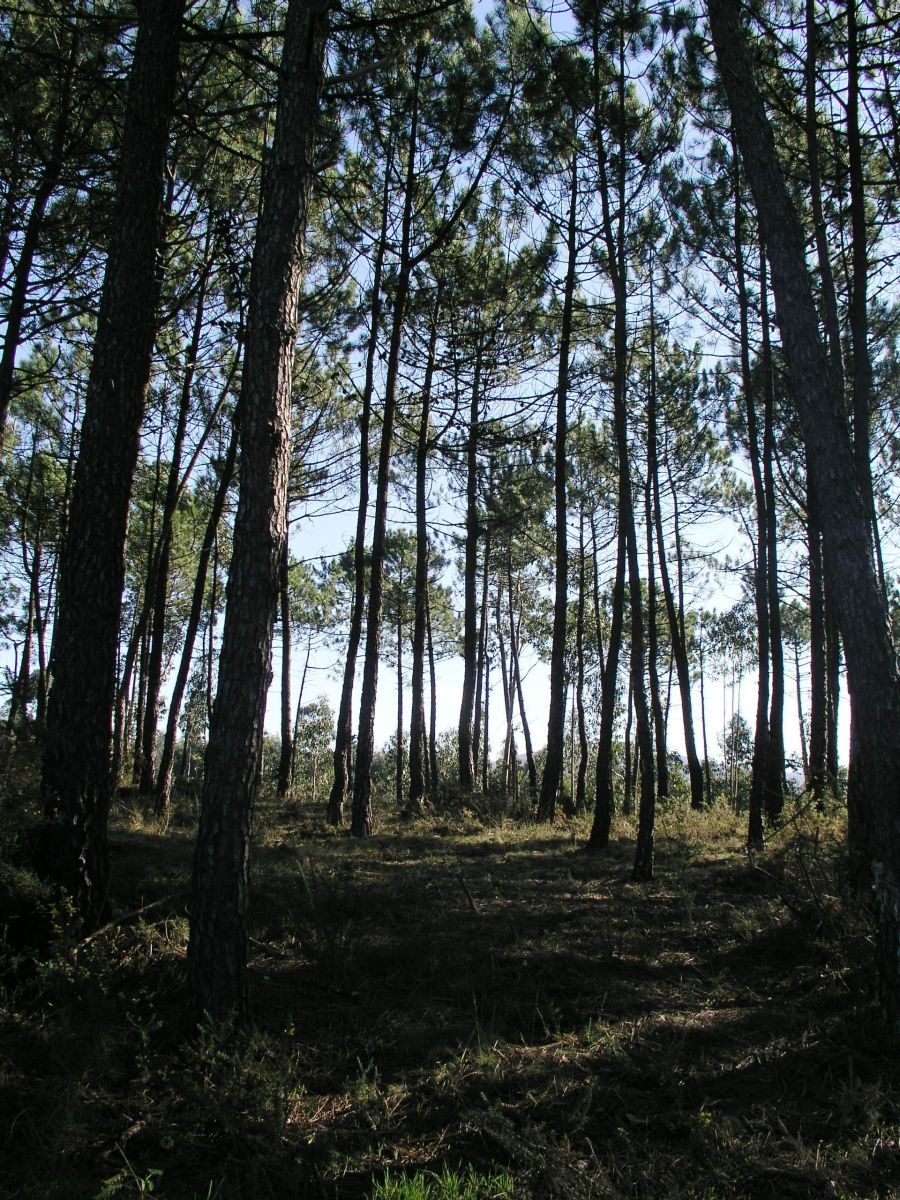 Investimento na floresta com evolução positiva mas insuficiente