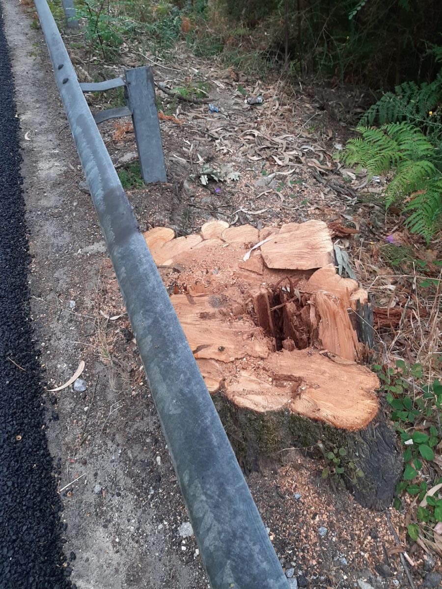Quercus acusa IP de abate descecessário de árvores em Vila Verde