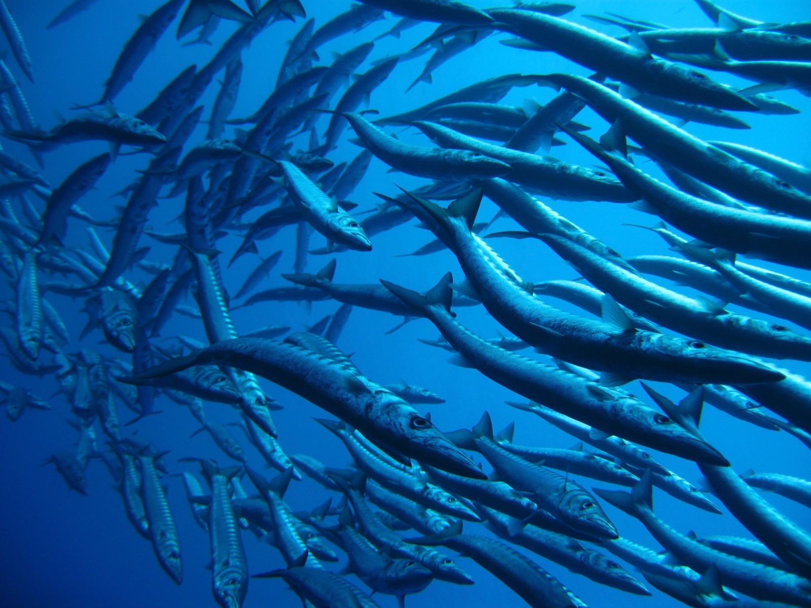 ONU reconhece projeto da UMinho como contributo para a Década do Oceano