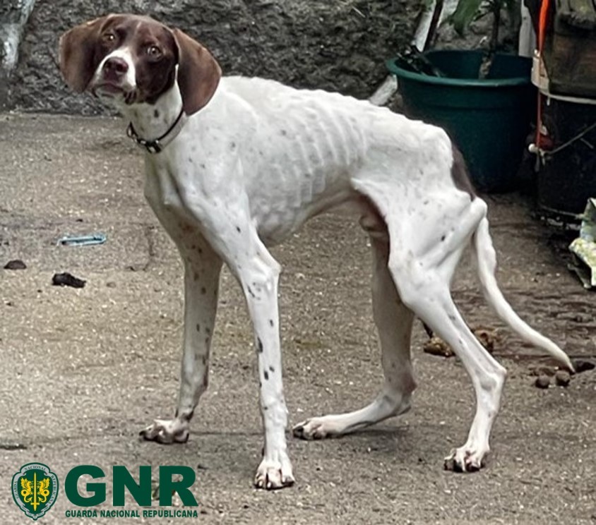 Mulher constituída arguida por maus-tratos a animais