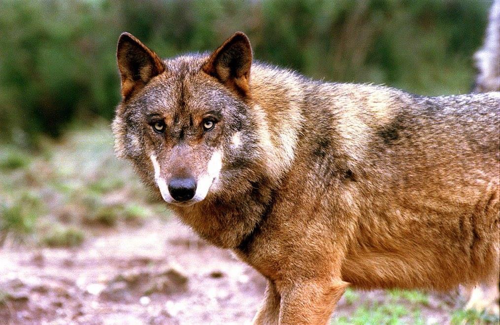 Lobos podem distinguir vozes humanas tal como os cães, diz estudo