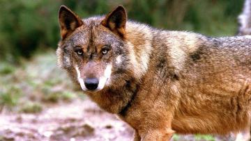 Lobos podem distinguir vozes humanas tal como os cães, diz estudo