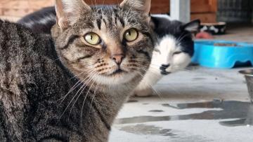 Braga ultrapassa as quatro mil esterilizações de felídeos