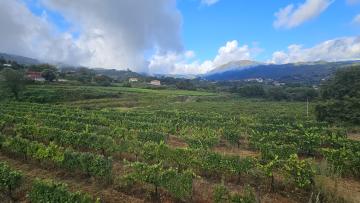 Região dos Vinhos Verdes afirma potencial do enoturismo