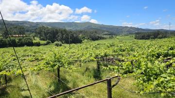 Berço do Alvarinho convida para experiências de enoturismo