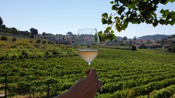 Dia de Portas Abertas dá a conhecer 14 produtores da região dos Vinhos Verdes