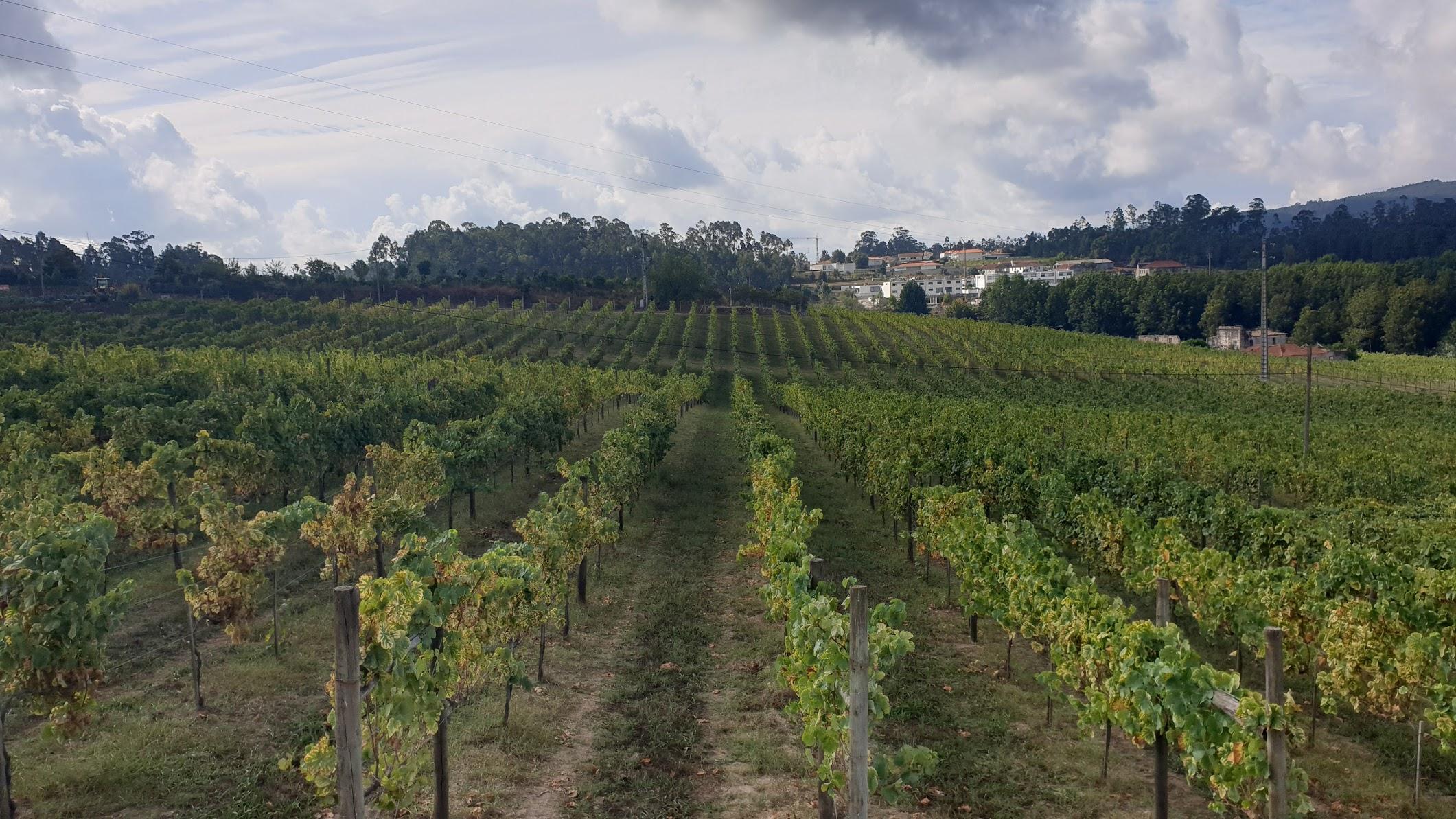 Produtores de vinho abrem as portas a 2 de setembro