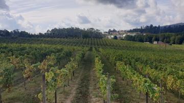 Candidaturas a apoio de 60 milhões para reconversão das vinhas abertas até ao final do mês
